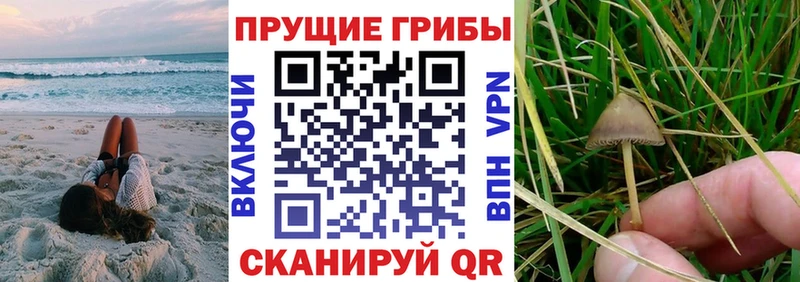 mega ТОР  Ивангород  Псилоцибиновые грибы Psilocybe 